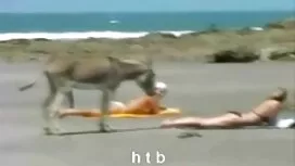 کارول طلا نوازش کردن ...
