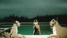 قالب جذابیت به دانلو ...